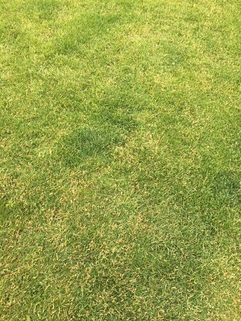 Unregelmäßiger Rasen im Garten mit gelblichen Trockenstellen