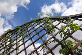 Außenansicht eines Klettergitters mit grünen Pflanzen und blauem Himmel.