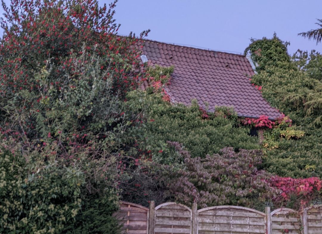 Garten mit dichtem Gebüsch vor Hausdach mit roten Ziegeln und Holzzaun.