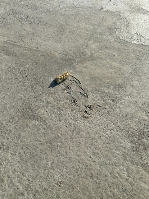 Kleines, hellbraunes Muschelstück liegt auf grauem Beton; daneben feine Rillen im Boden.