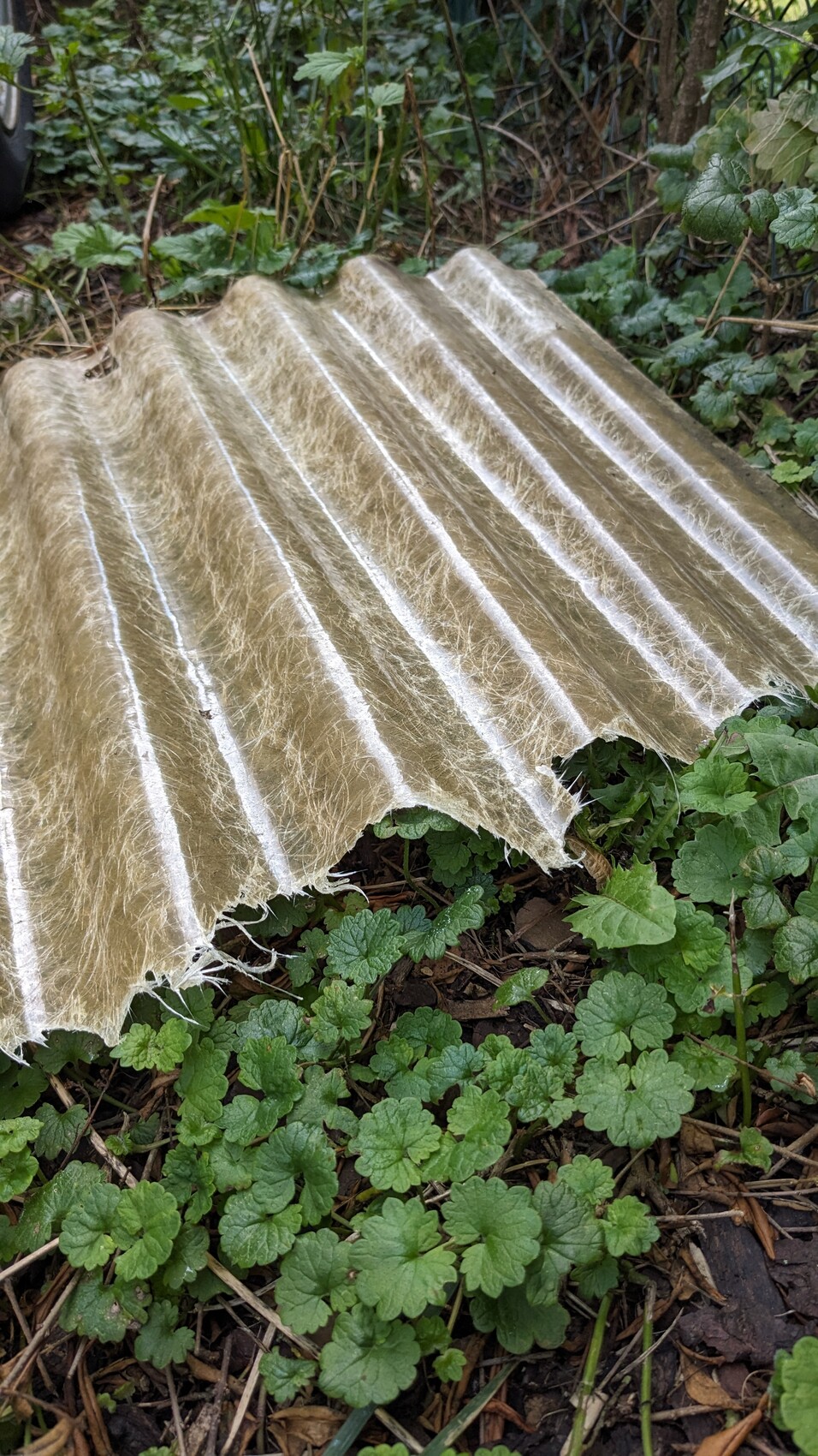 Beige gewellte Dachplatte liegt auf dem Boden, umgeben von Grünpflanzen.