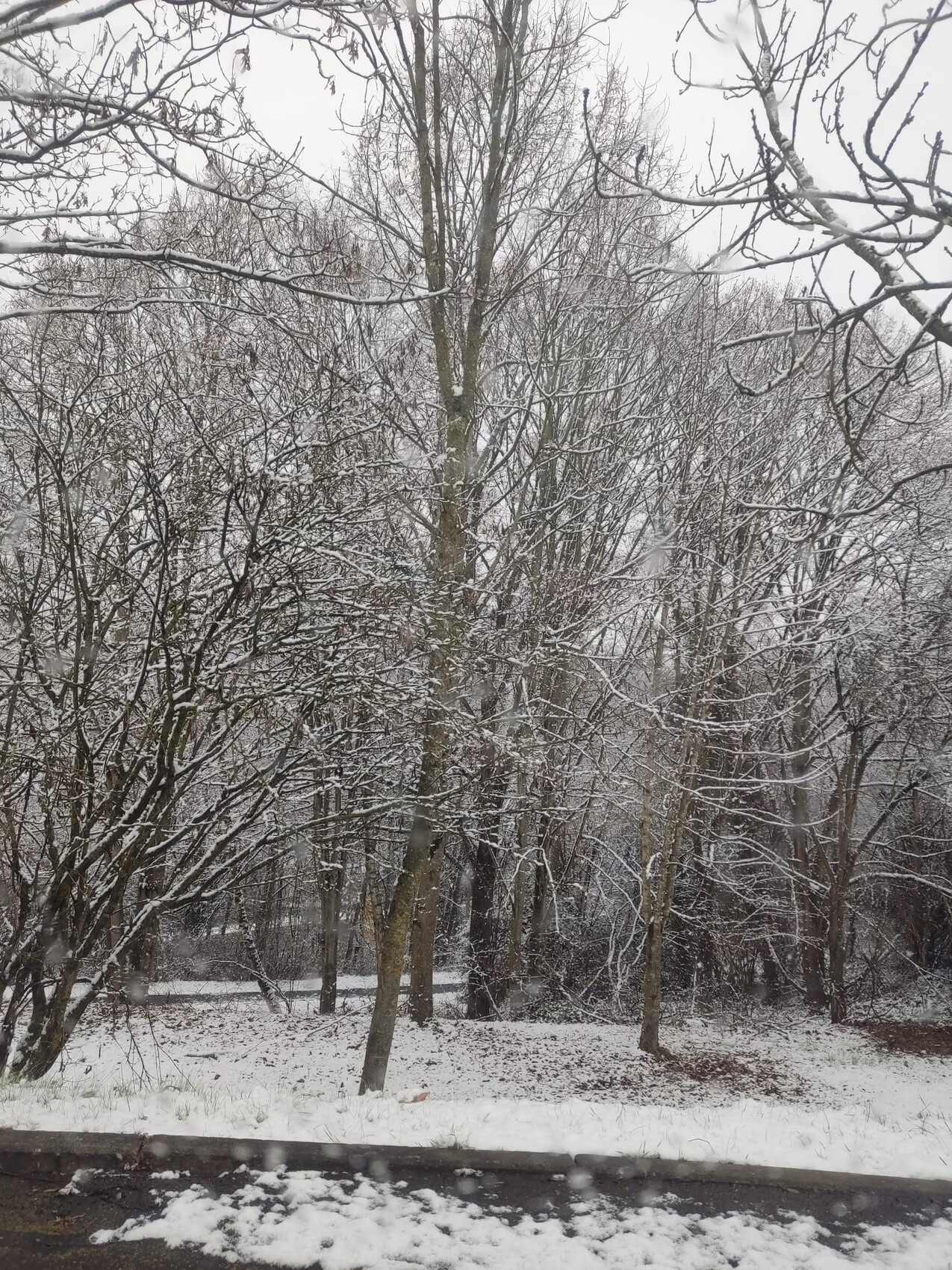 Winterlandschaft mit kahlen Bäumen und Schnee im Park