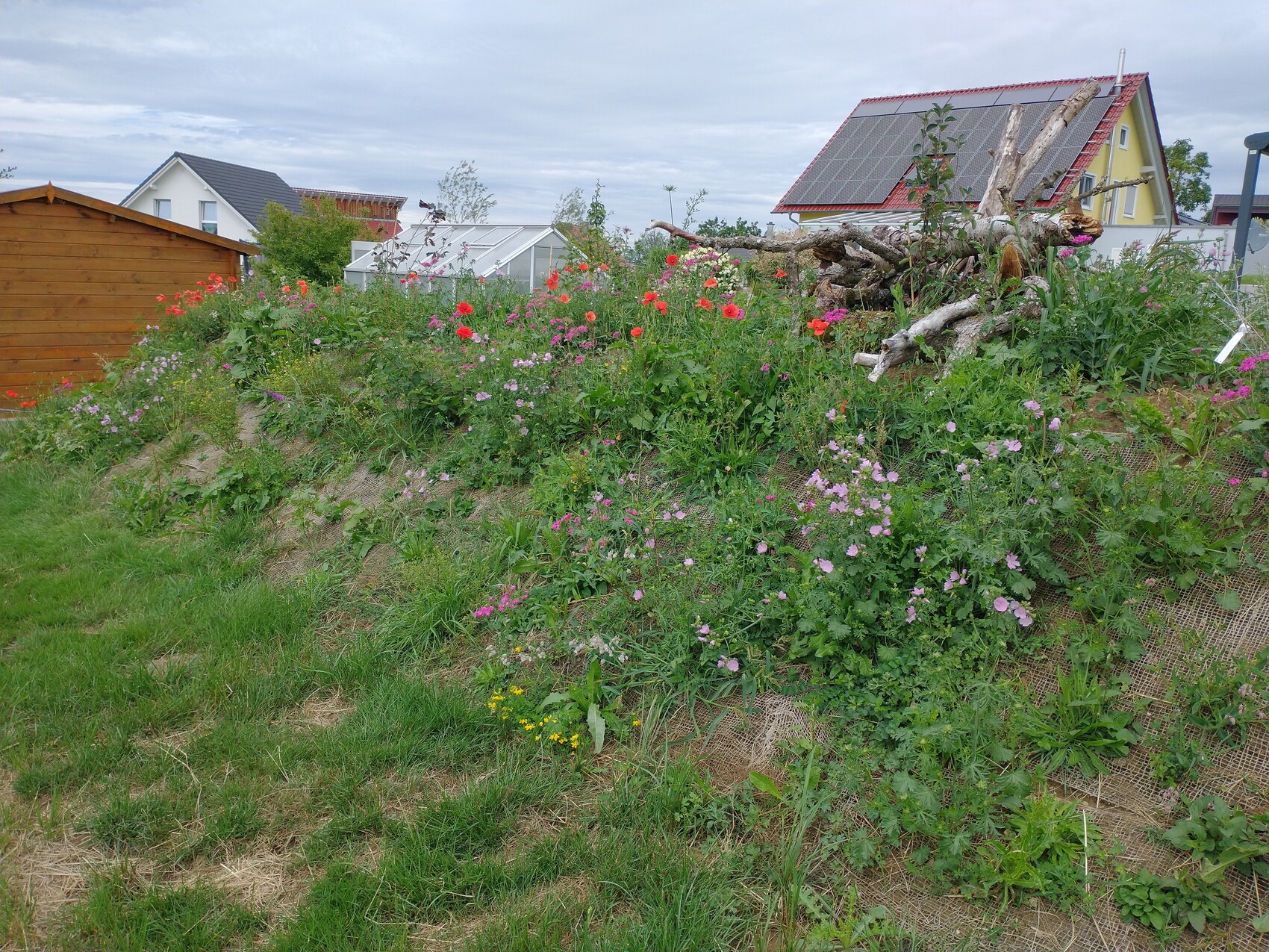 Bunte Blumen auf einem Hanggarten, rechts Baumstämme, links Holzschuppen, Gebäude im Hintergrund.
