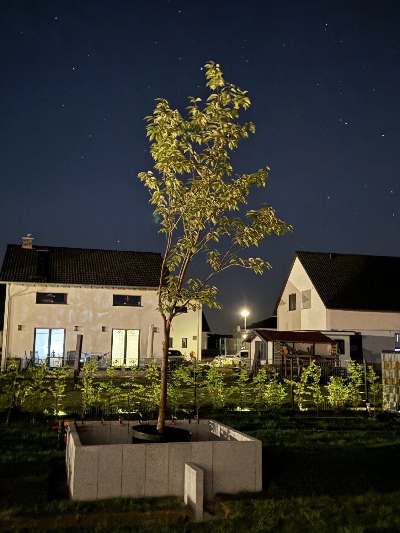 Junger Baum steht in großen quadratischen Pflanzkübel vor Wohnhäusern bei Nacht, Sternenhimmel.