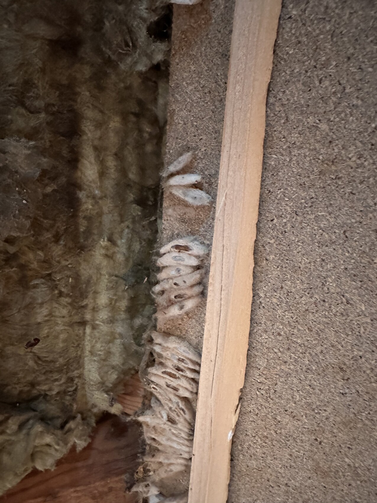 Innendämmung mit Holzrahmen; an der Fuge kleben weiße, schalenartige Insekten-Nester.