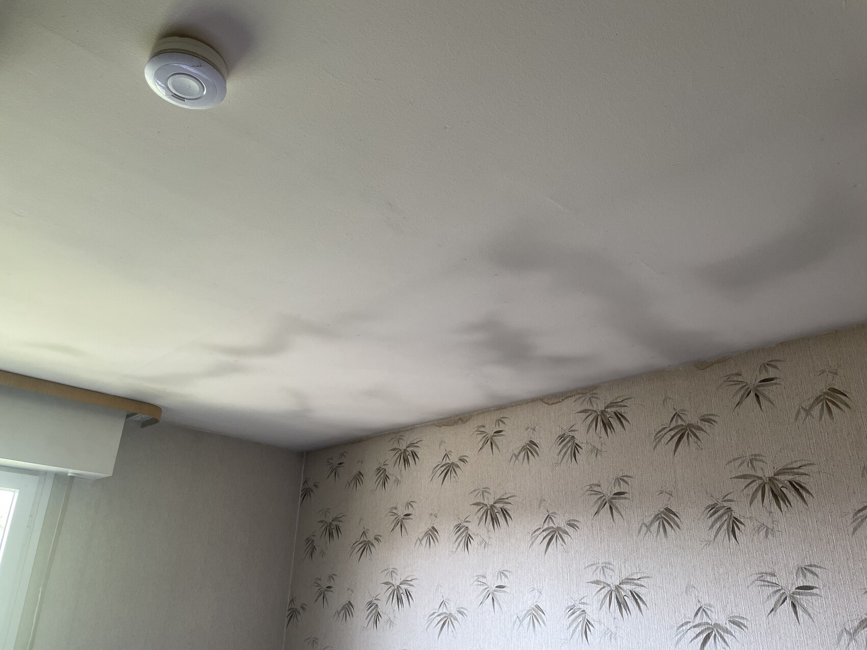 Zimmerdecke mit grauen Wasserflecken; Palme-Wandtapete, Rauchmelder sichtbar
