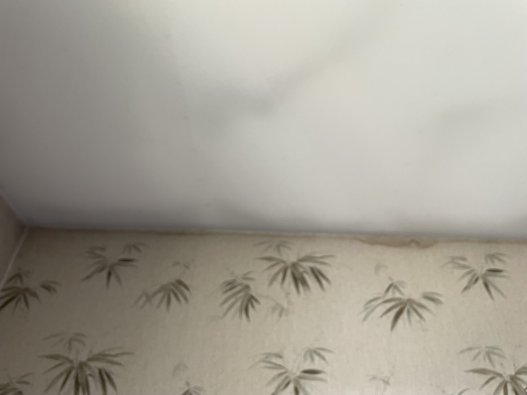 Ecke eines Zimmers: weiße Decke trifft weiße Wand, darunter Tapete mit Bambusmustern.