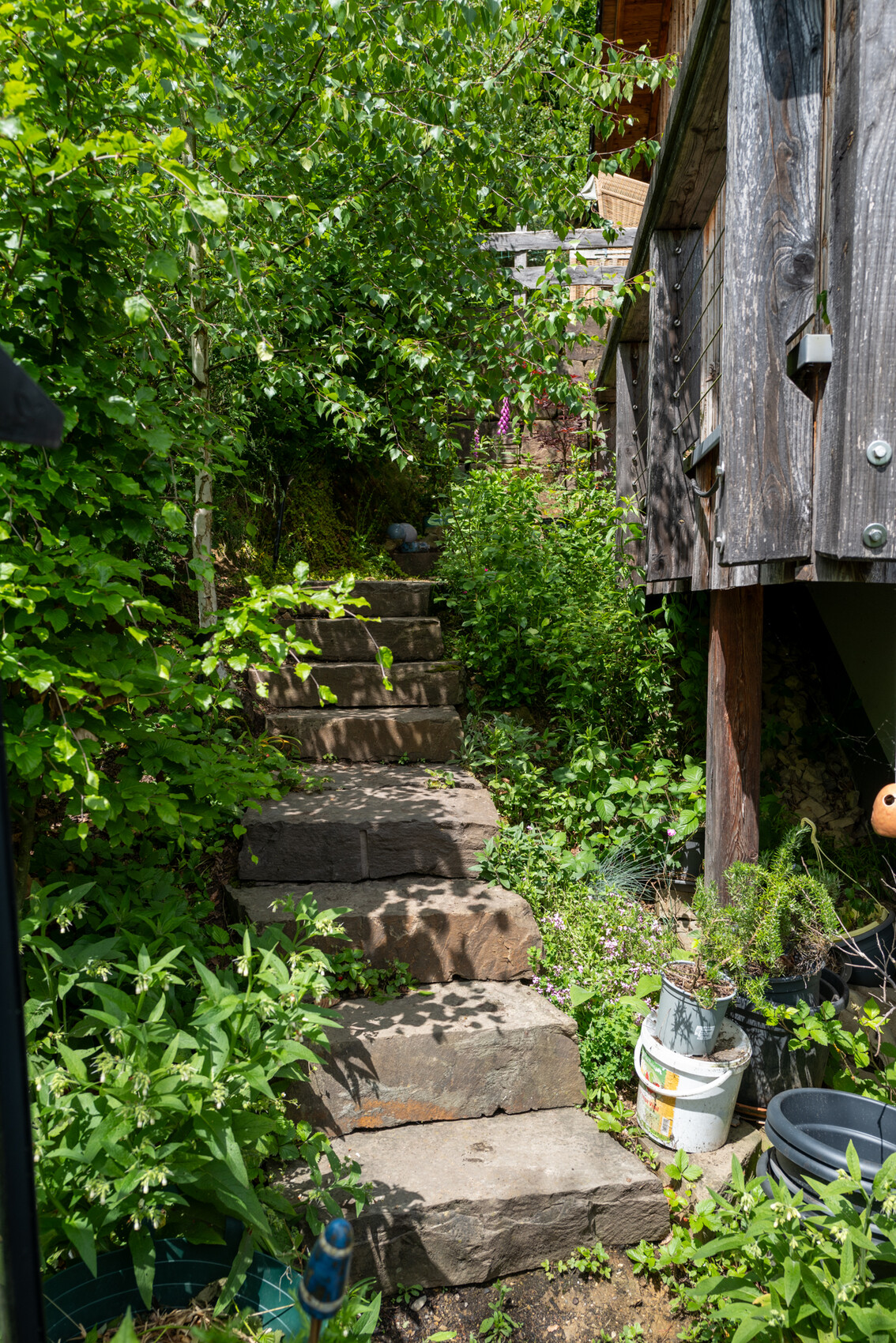 Sicht auf steinernen Stufen im grünen Garten neben einer Holzhütte mit Topfpflanzen.