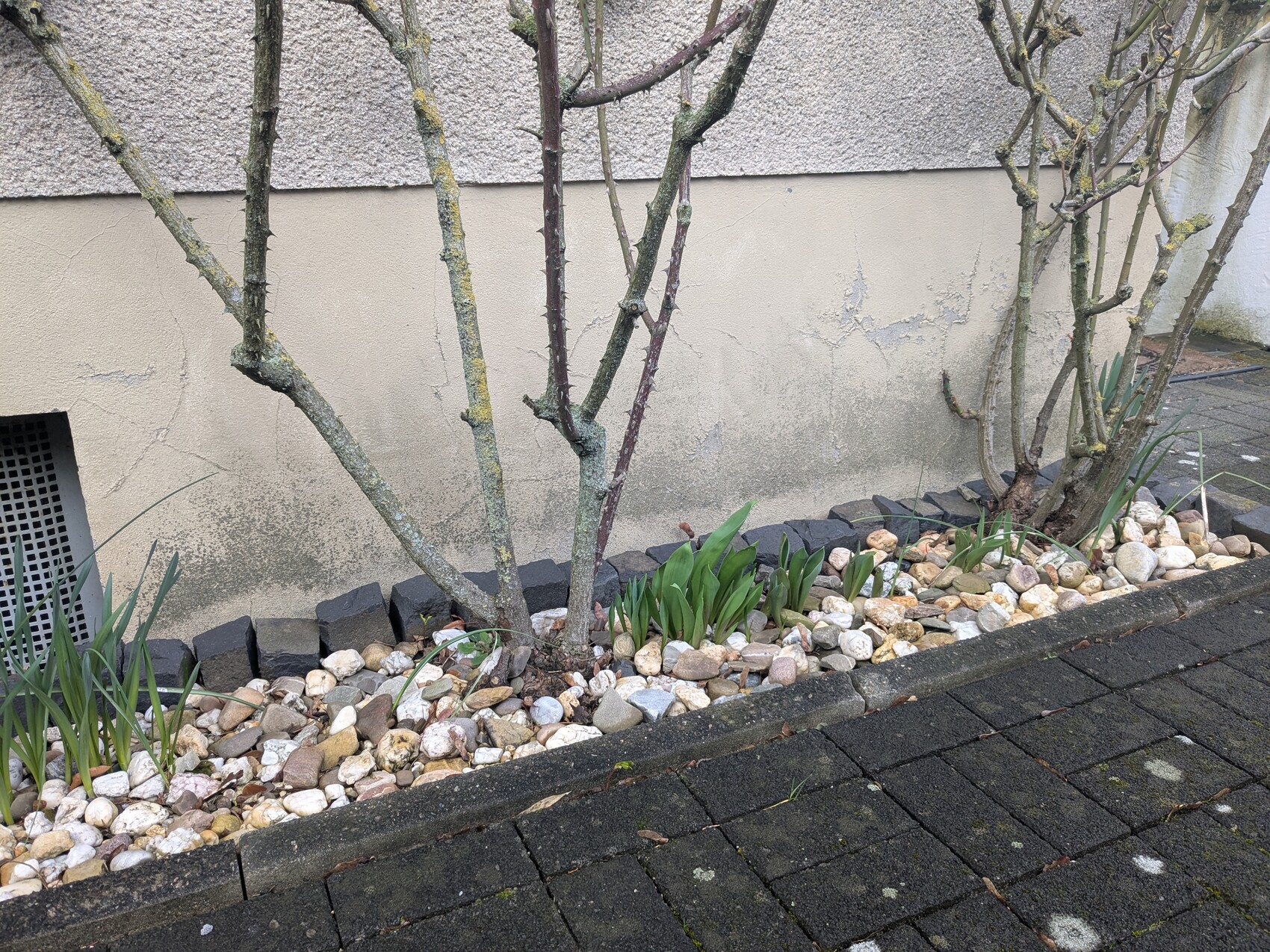 Kiesbeet entlang einer Hauswand mit Sträuchern, Pflanzsteinen und gepflastertem Weg