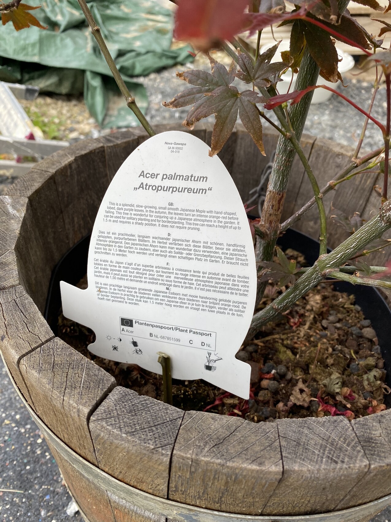 Japanischer Acer palmatum 'Atropurpureum' im Holztopf mit Schild