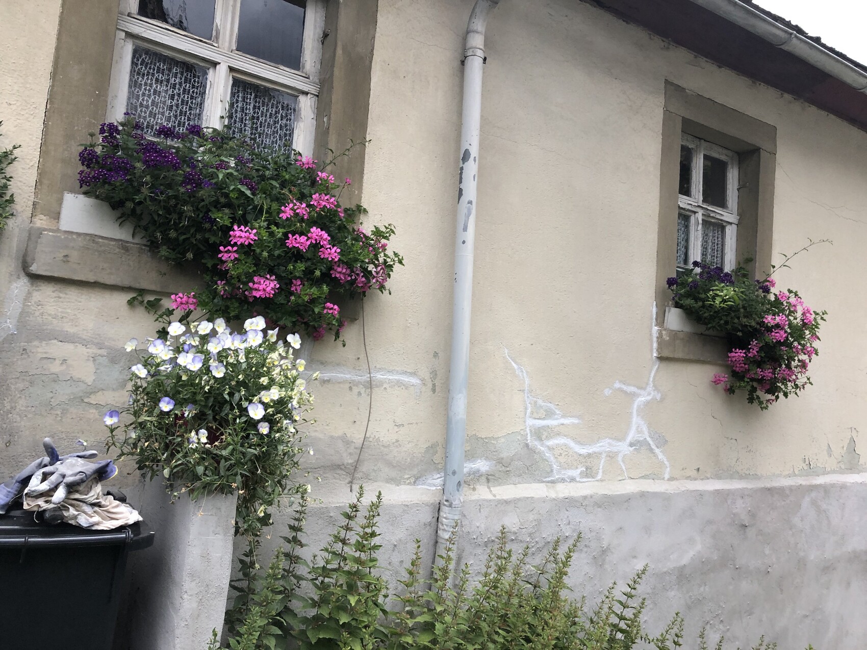 Beige Hauswand mit zwei Fenstern und Blumenkästen voller lila, pinker und weißer Blumen.