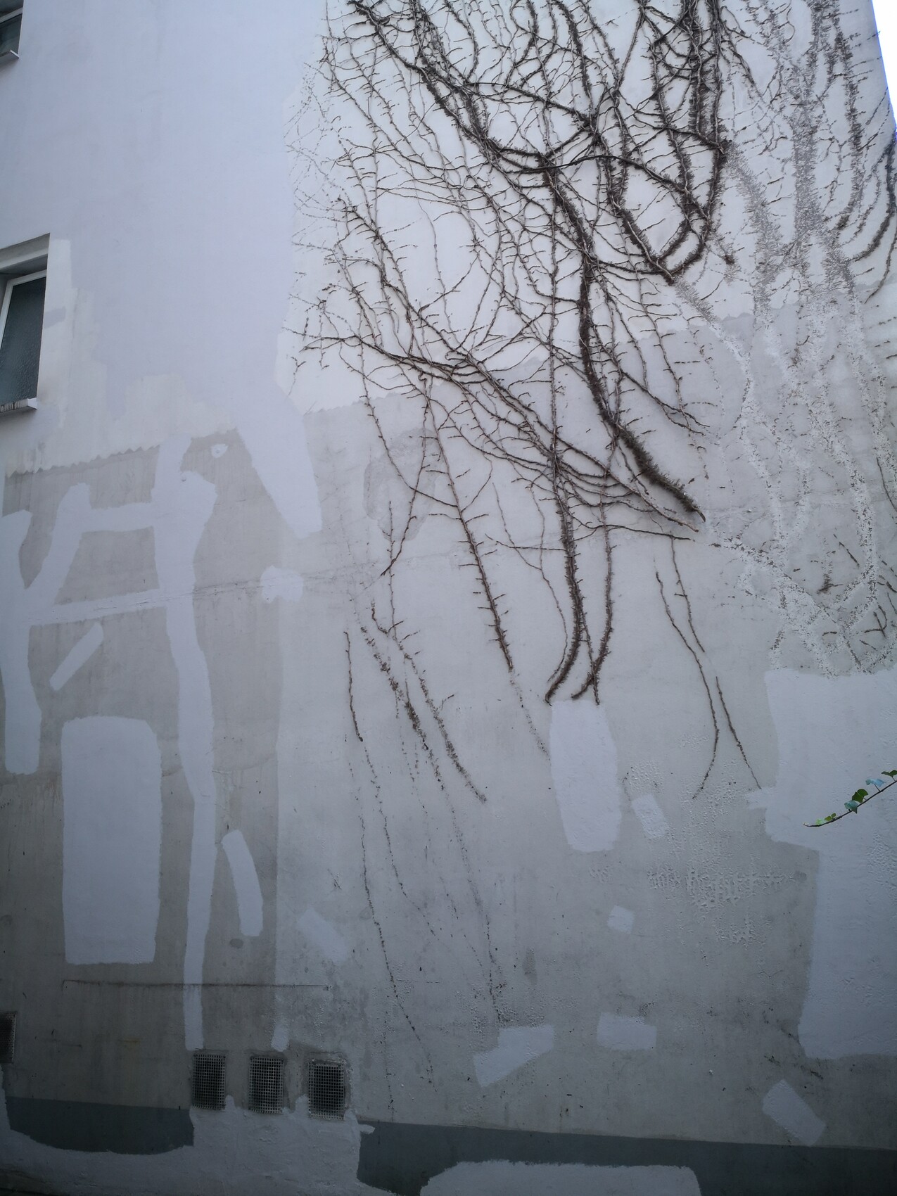 Weiße Außenwand mit kahlen Rankengeflechten, patchartigen Putzflächen; Fenster links.