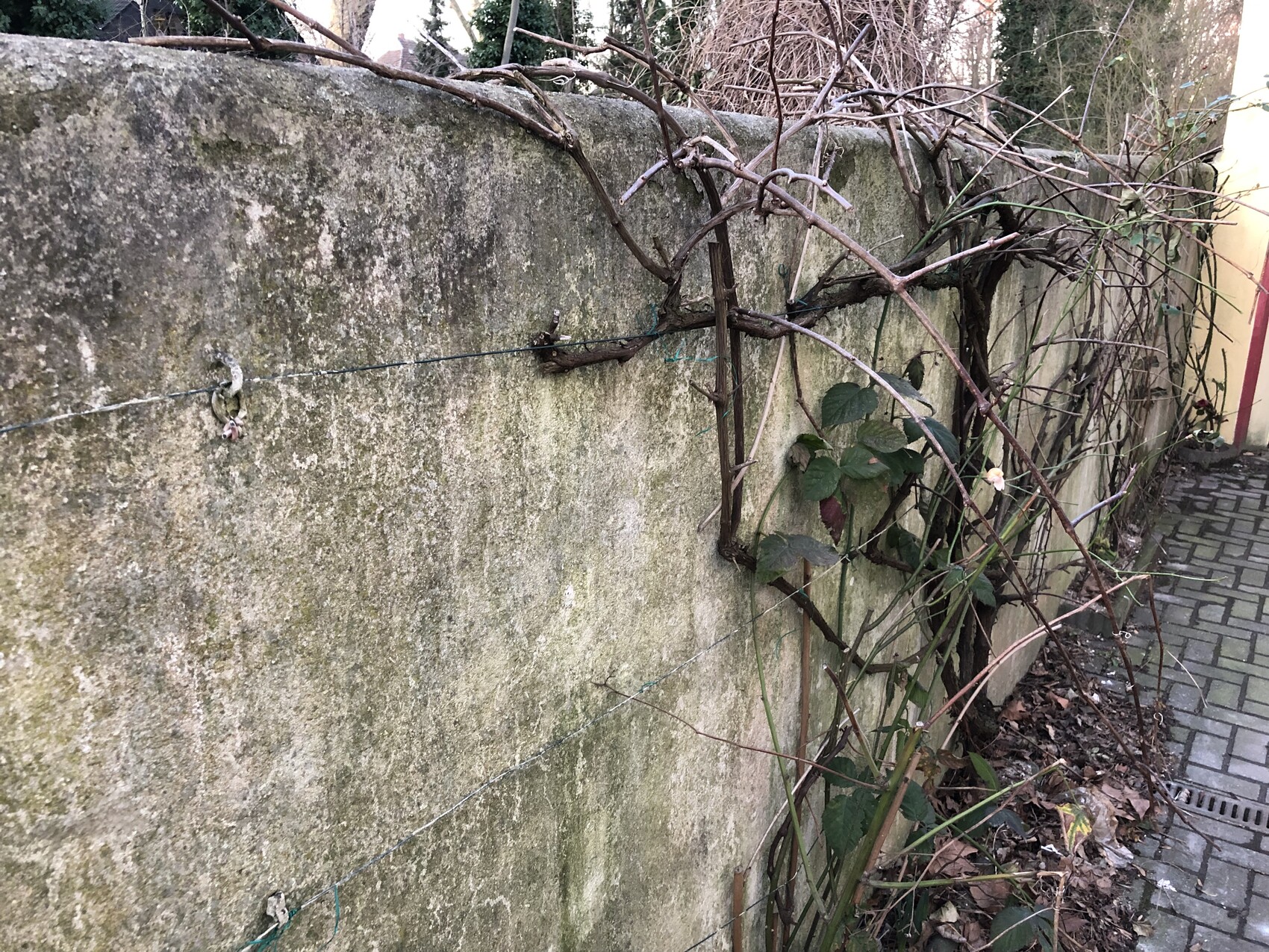 Außenmauer mit Moos, Drahtzaun und rankende Weinreben neben Gehwegpflaster