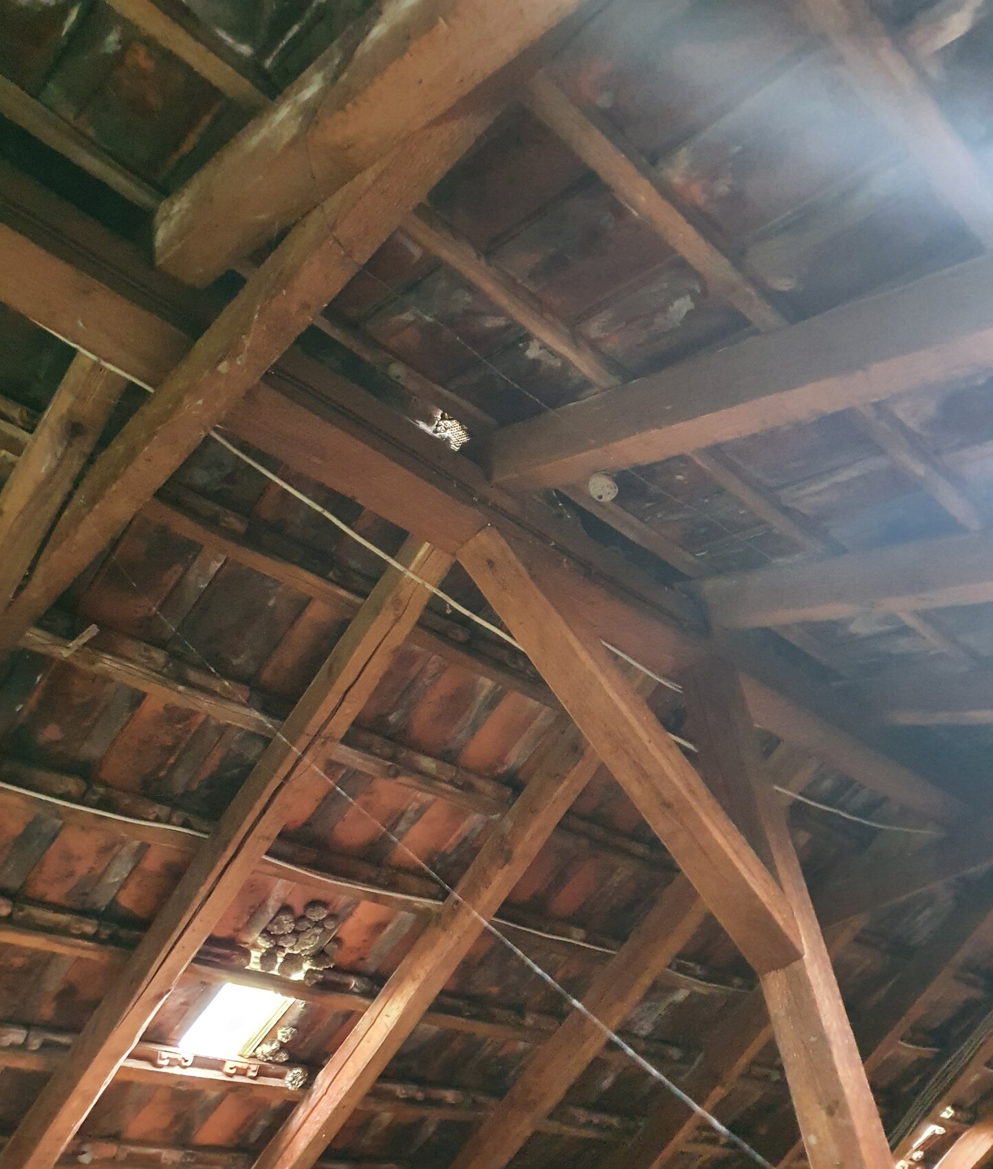 Freiliegender Dachstuhl aus Holzbalken; Sparren sichtbar, Dachfenster lässt Licht herein.