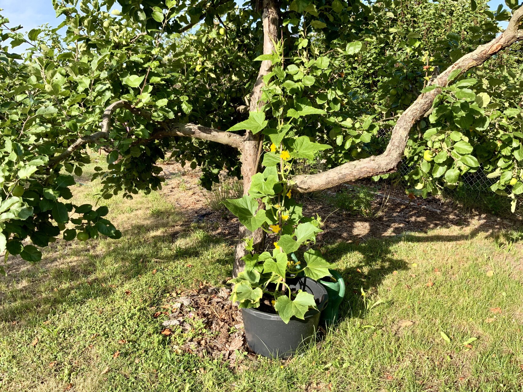 Baum im schwarzen Pflanzkübel; Rankende Gelbblütenpflanze am Stamm, Gras im Hintergrund.