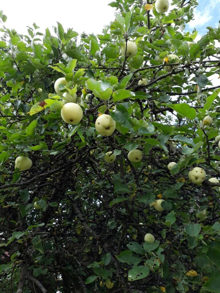 Grüner Apfelbaum mit hellgrünen Äpfeln im dichten Laub