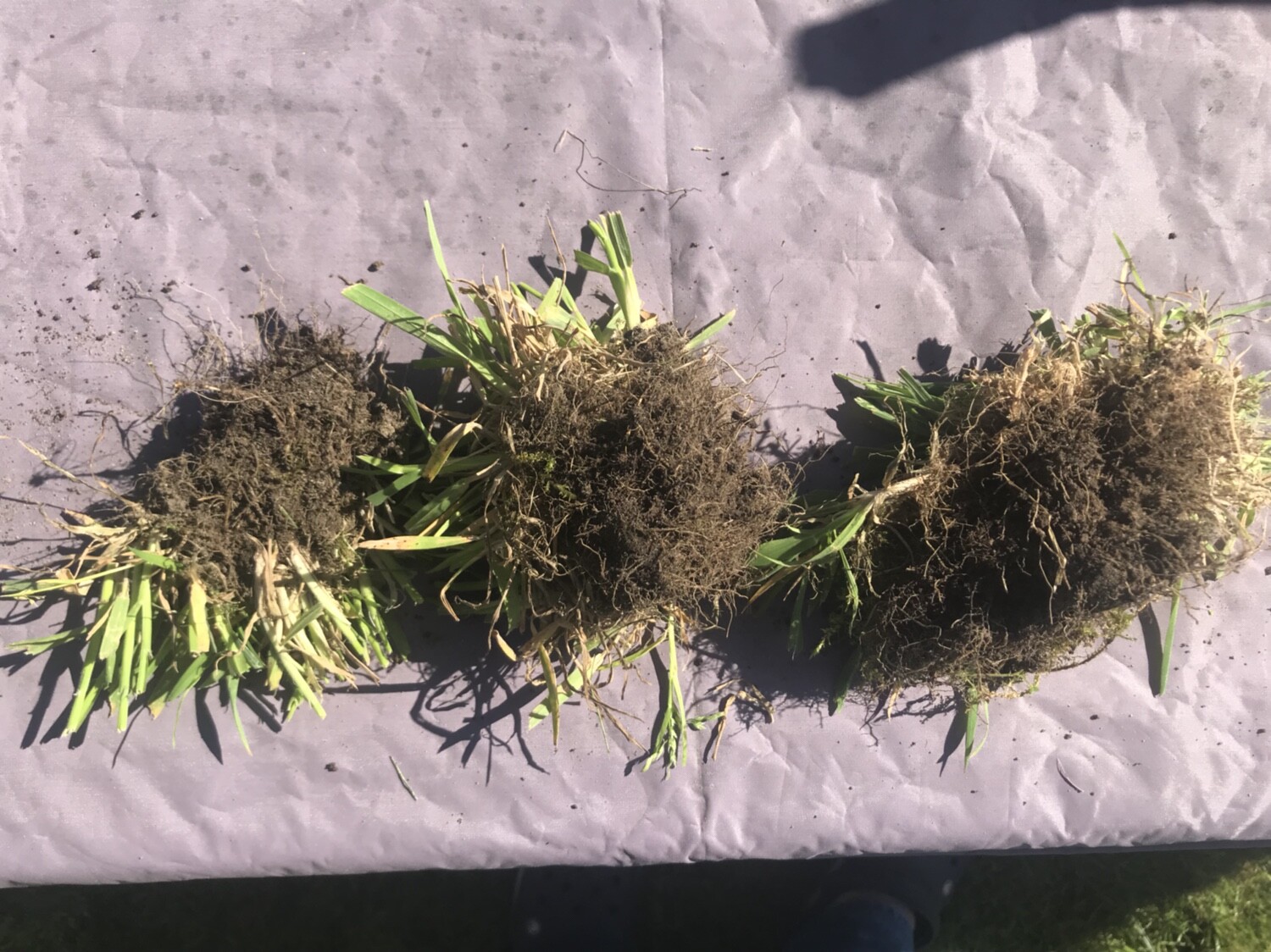 Zwei Grassoden mit Wurzeln liegen nebeneinander auf einer glatten Oberfläche.