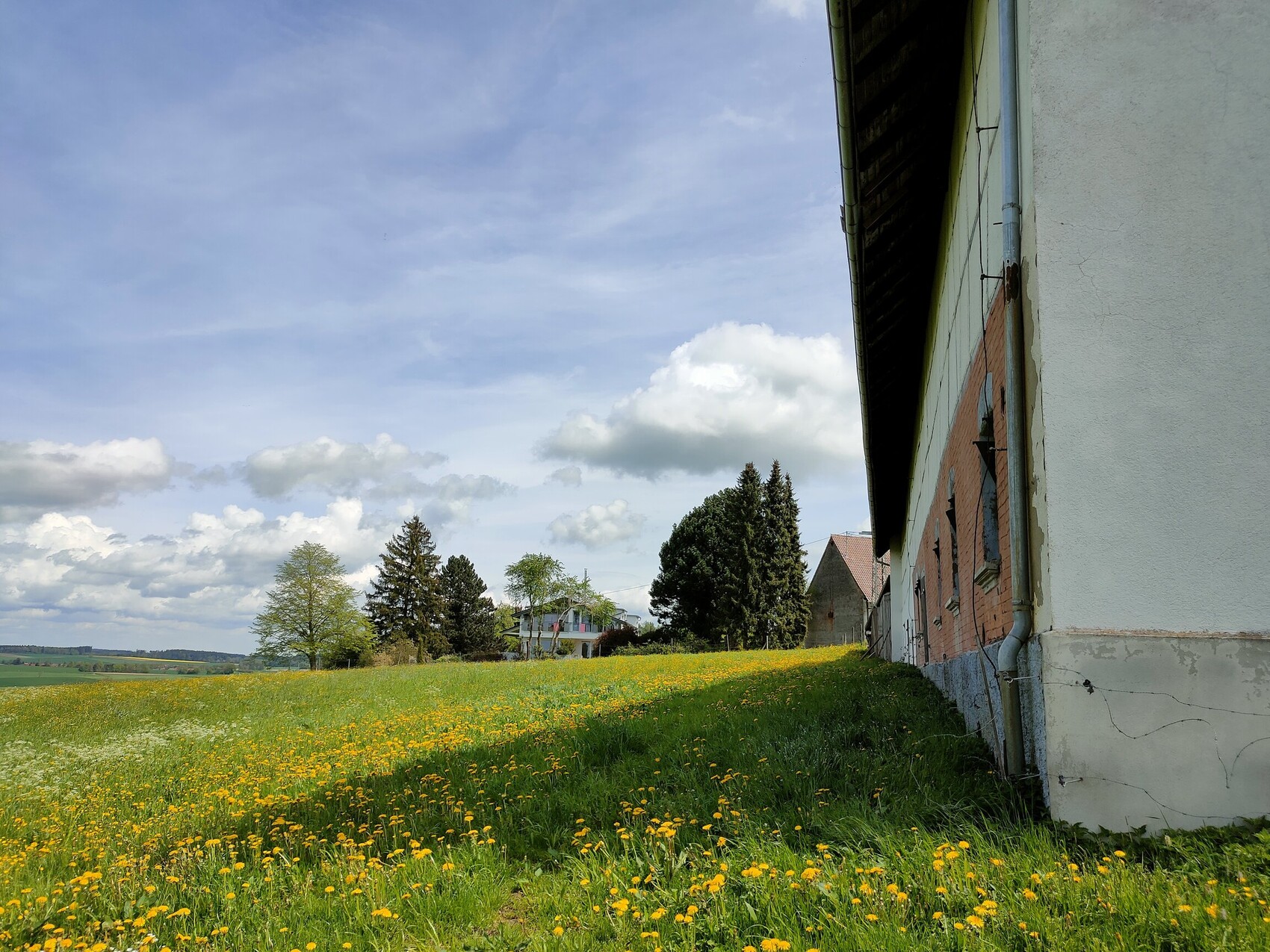 Ländliche Szene: Feld mit Löwenzahn, rechts altes Backsteingebäude, Bäume, Himmel.