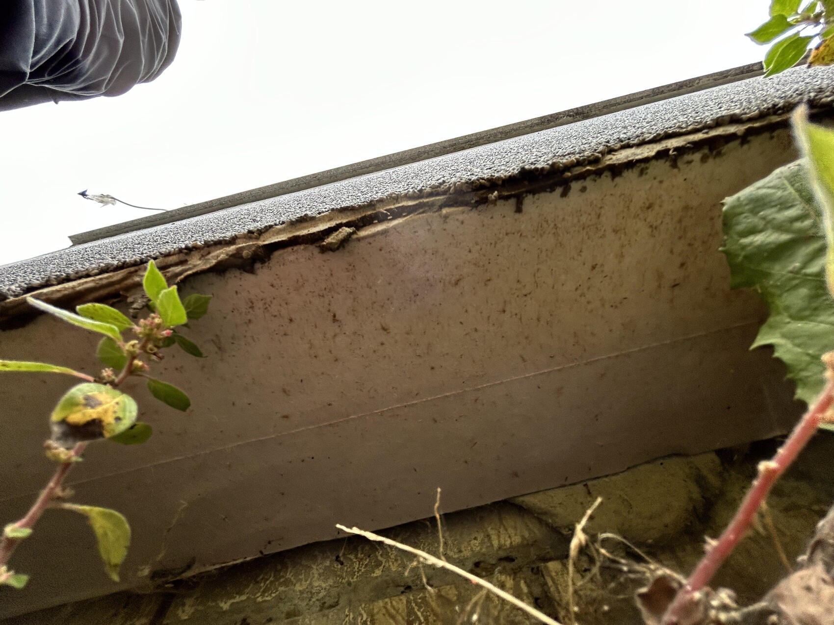 Bröckelige Dachkante mit verputzter Wand, von grünen Pflanzen im Vordergrund umgeben.