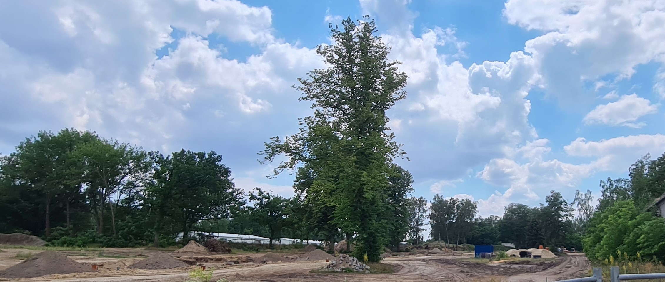 baum-auf-nachbargrundstueck-handlungsbedarf-und-moeglichkeiten-531678-2.jpg