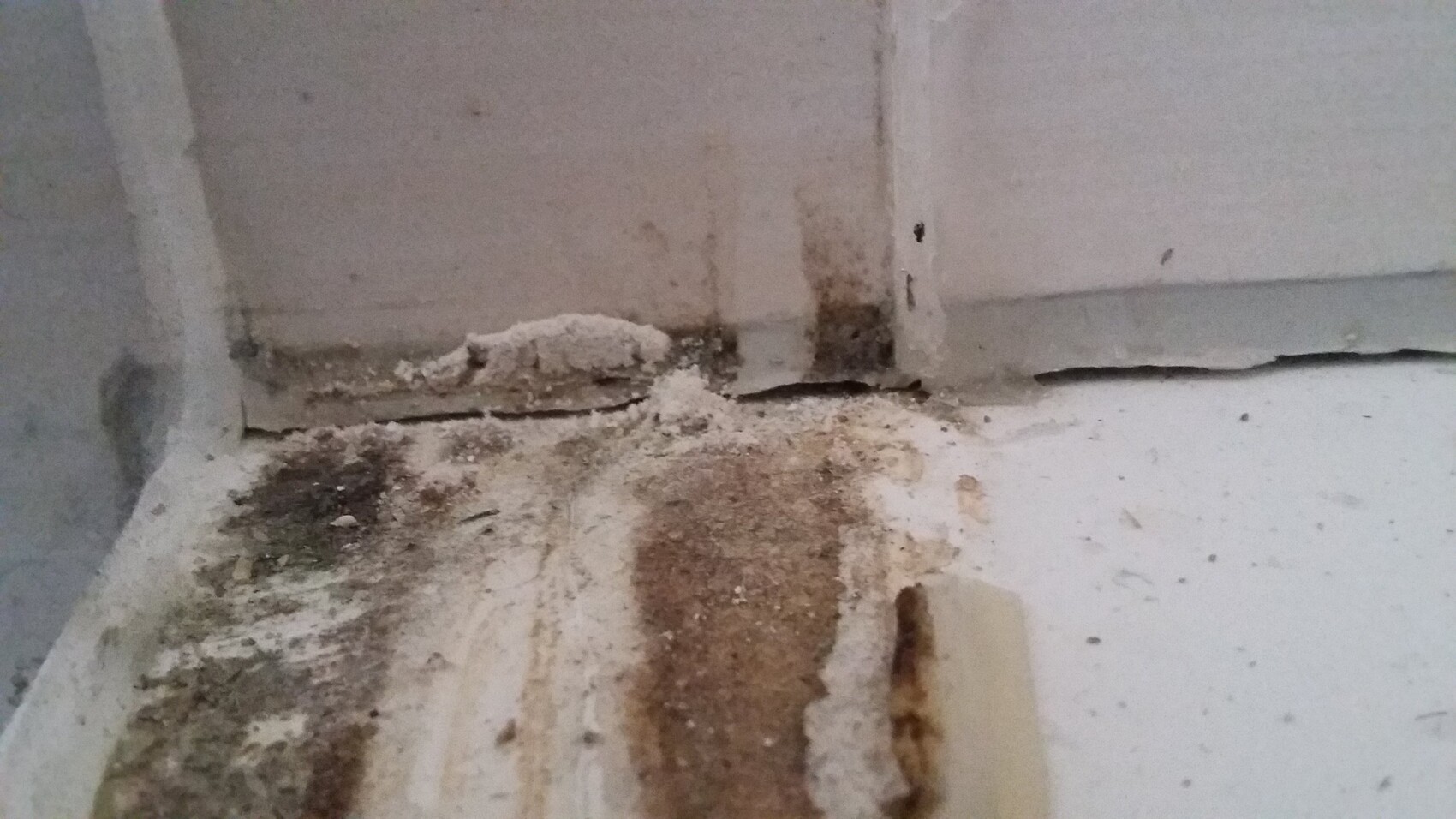 Feuchte Flecken und Schimmel an Wand- und Bodenrand in einer Ecke.