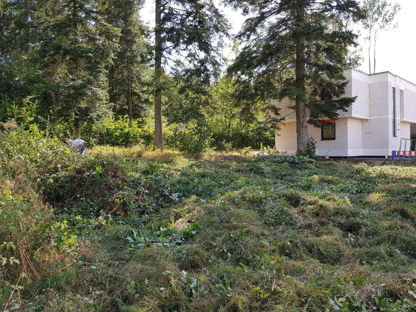 baumhoehe-auf-privatgrundstuecken-in-verordnungen-geregelt-279911-1.jpg