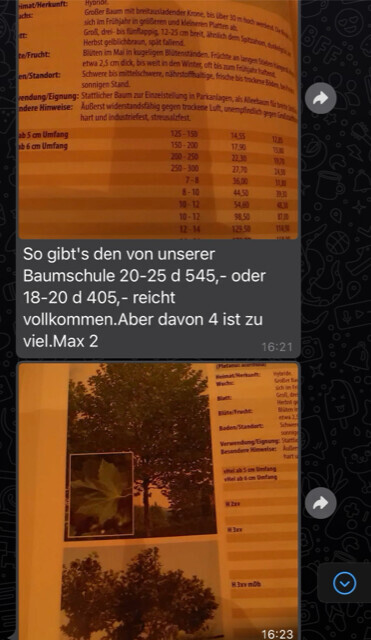 Ausschnitt eines Baumschulen-Preiskatalogs mit einer orangefarbenen Preistafel und darunter ein Baumfoto.