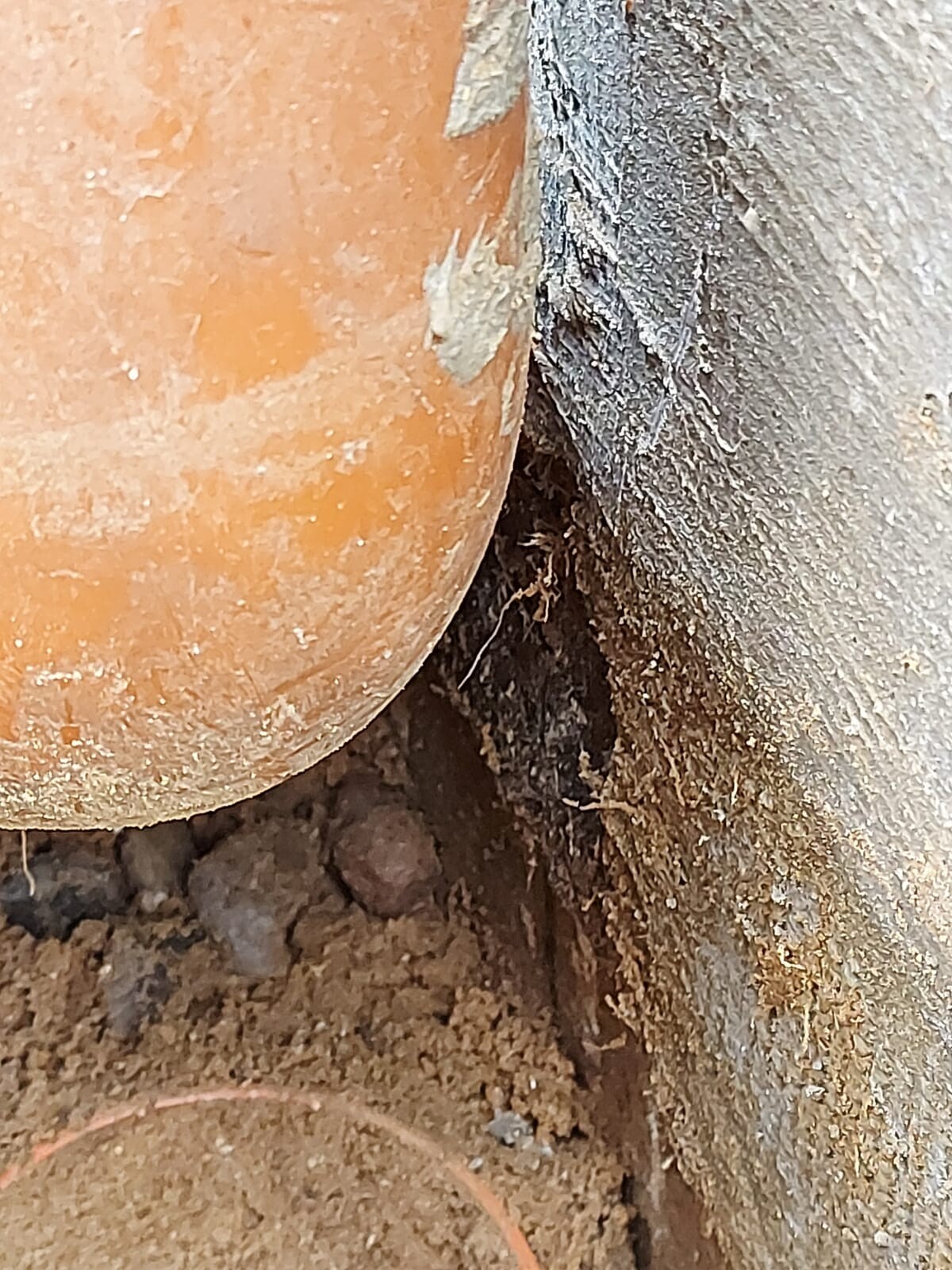 Nahaufnahme eines Terrakotta-Topfes neben einem Baumstamm; Erde und Wurzeln sind sichtbar.