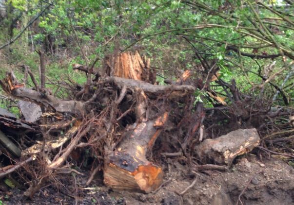 Gartenbereich mit umgestürztem Baumstamm, Wurzeln und Holzresten