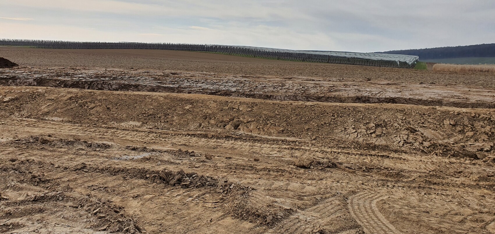 Matschige Erdfläche mit Spuren; Hintergrund: Baumreihe und Plastikdach über dem Feld.