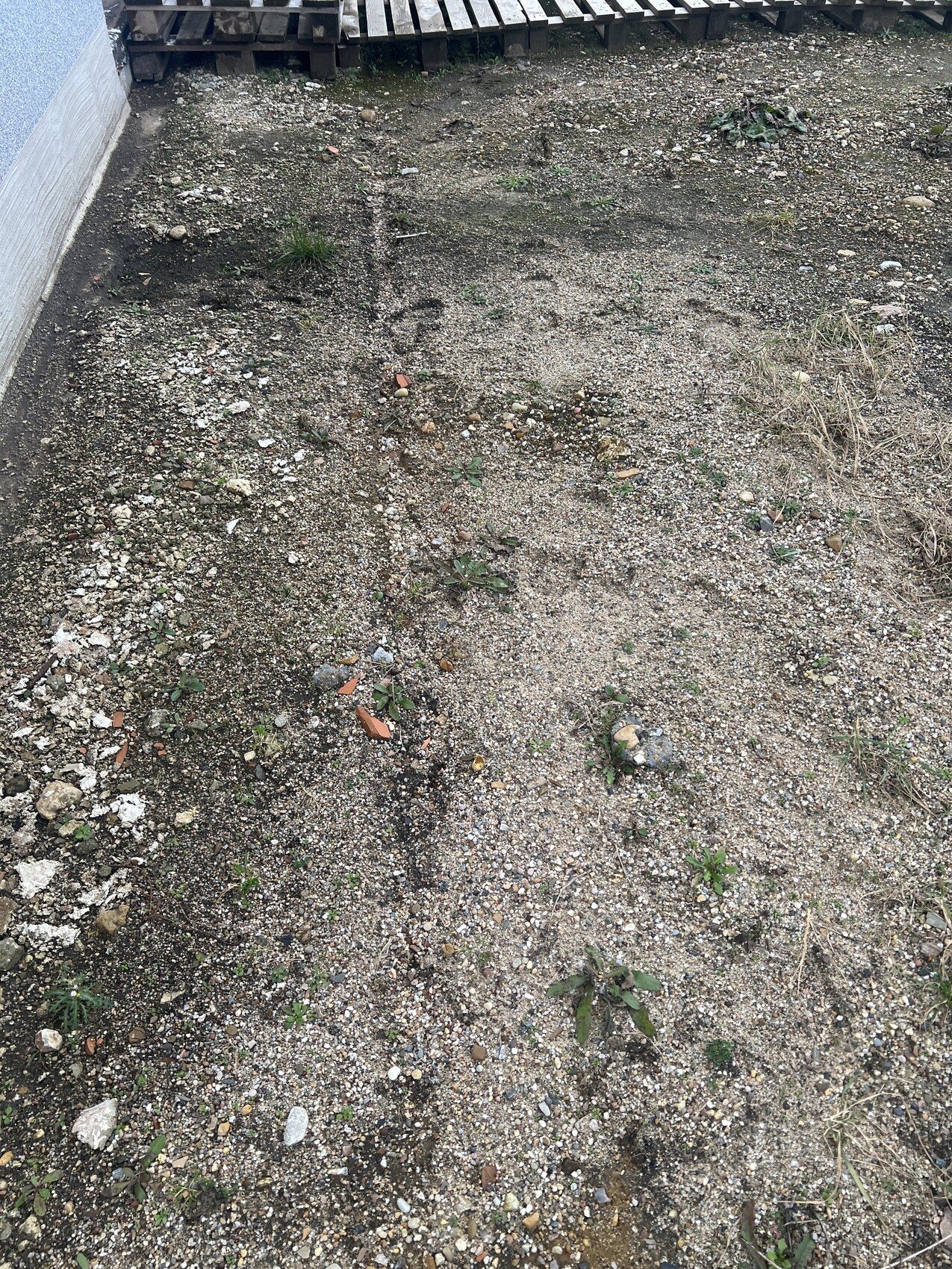 Unkrautiger Kiesboden neben Mauer, wenige Gräser, Paletten im Hintergrund.