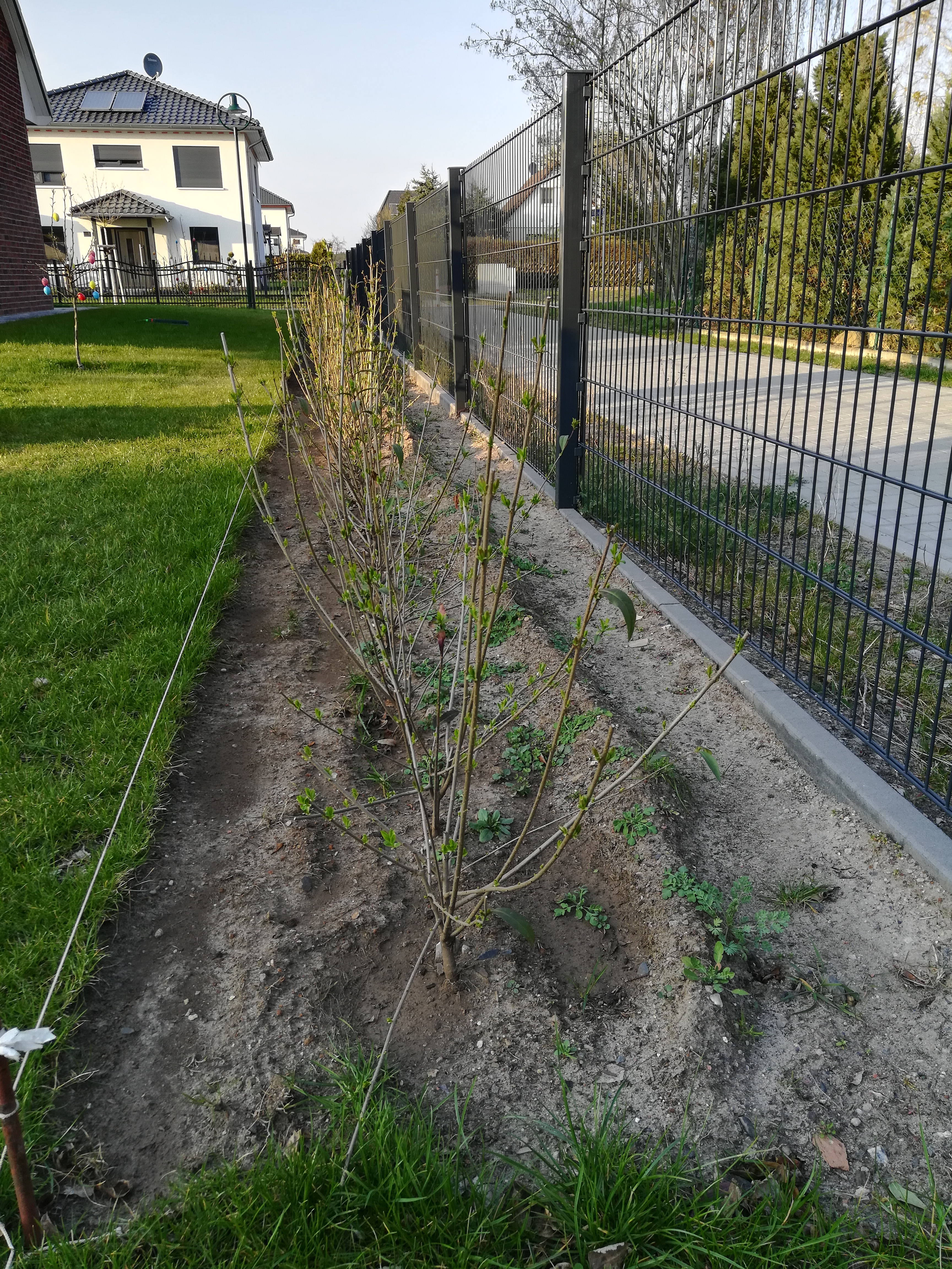 begrenzung-hecke-rasenkante-392533-1.jpg