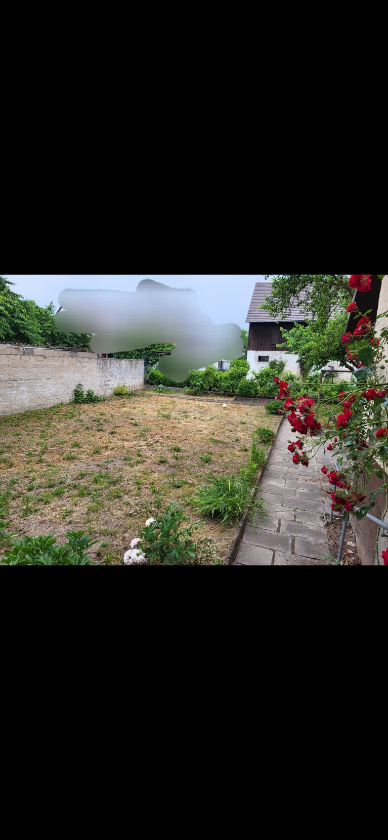 Garten mit trockenem Rasen, rechts gepflasterter Weg, rote Rosen am Zaun, Haus im Hintergrund.