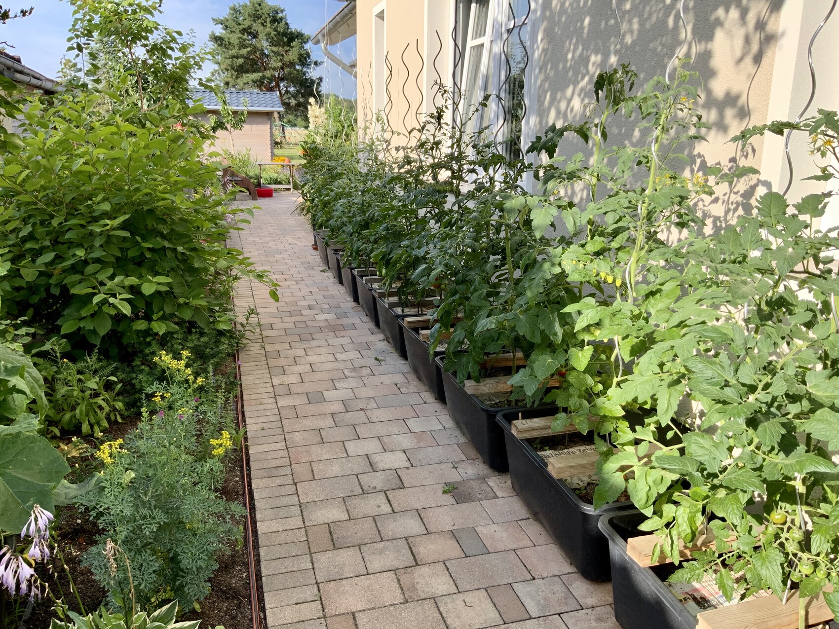 Gartenweg am Haus mit Tomatenpflanzen in schwarzen Pflanzkästen längs der Wand.