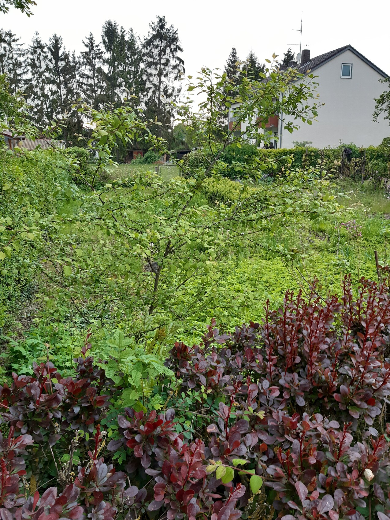 Garten: kleiner Baum, grüne Beete, rotlaubige Sträucher vorn, Haus im Hintergrund.