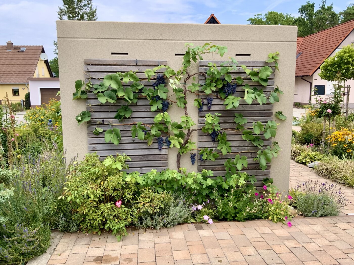 Weinreben wachsen an zwei Holzgittern vor einer beige Wand, im Garten blühen Blumen.