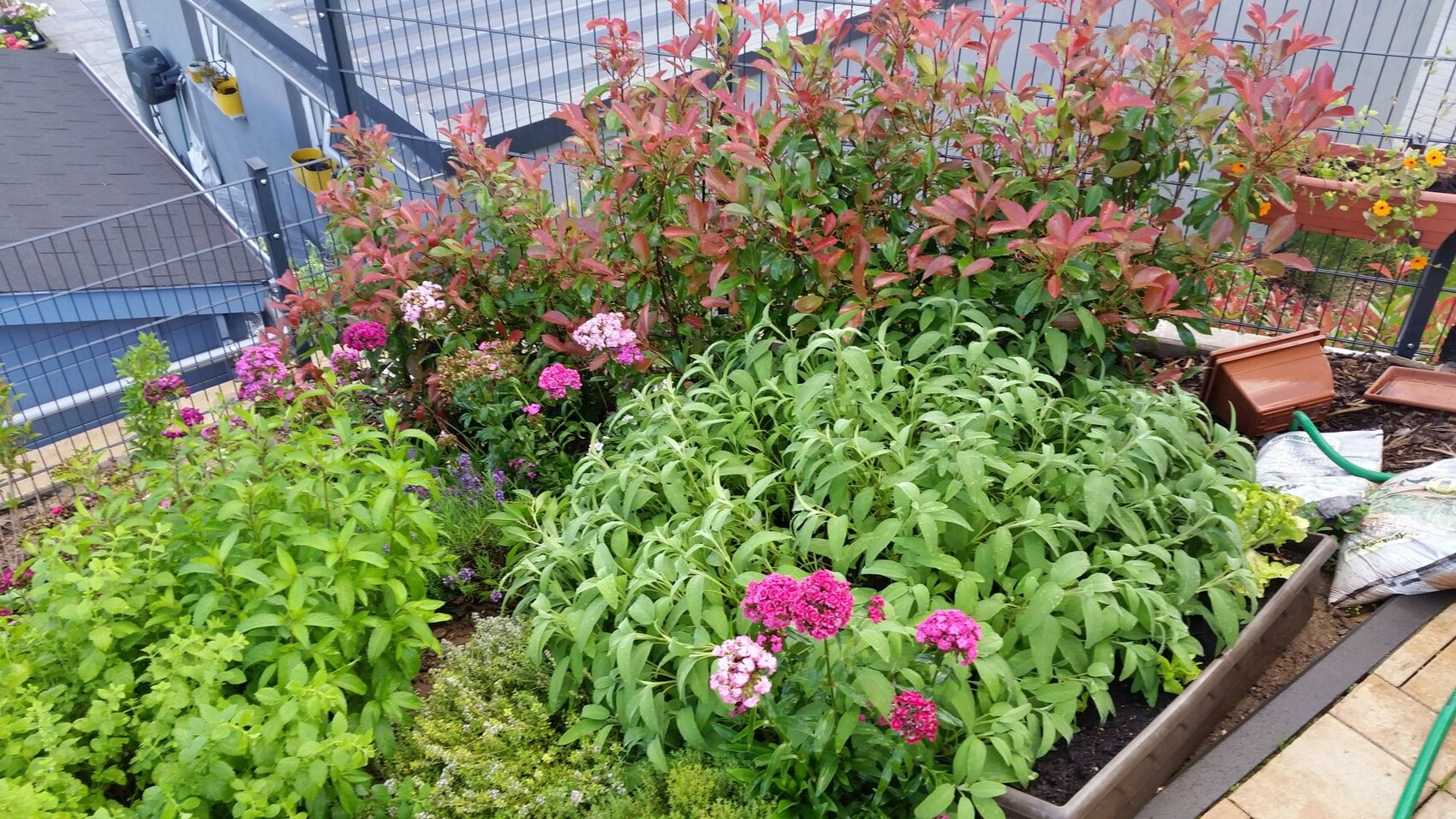 Balkon-Gartenbeet mit vielen gruene Blaettern, pinken Blueten und rotem Blattwerk vor Gitterzaun