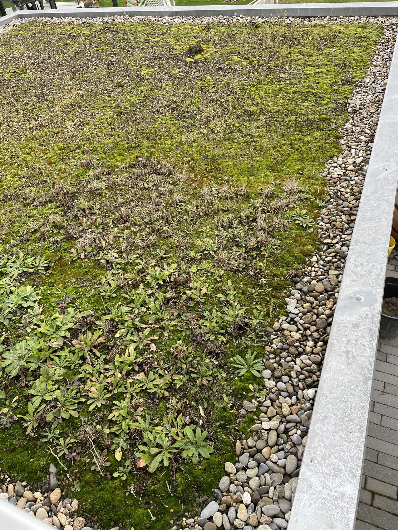 Dachbegrünung mit Moos und kleinen Sedum-Pflanzen, Rand aus Kieseln und Metallkante.