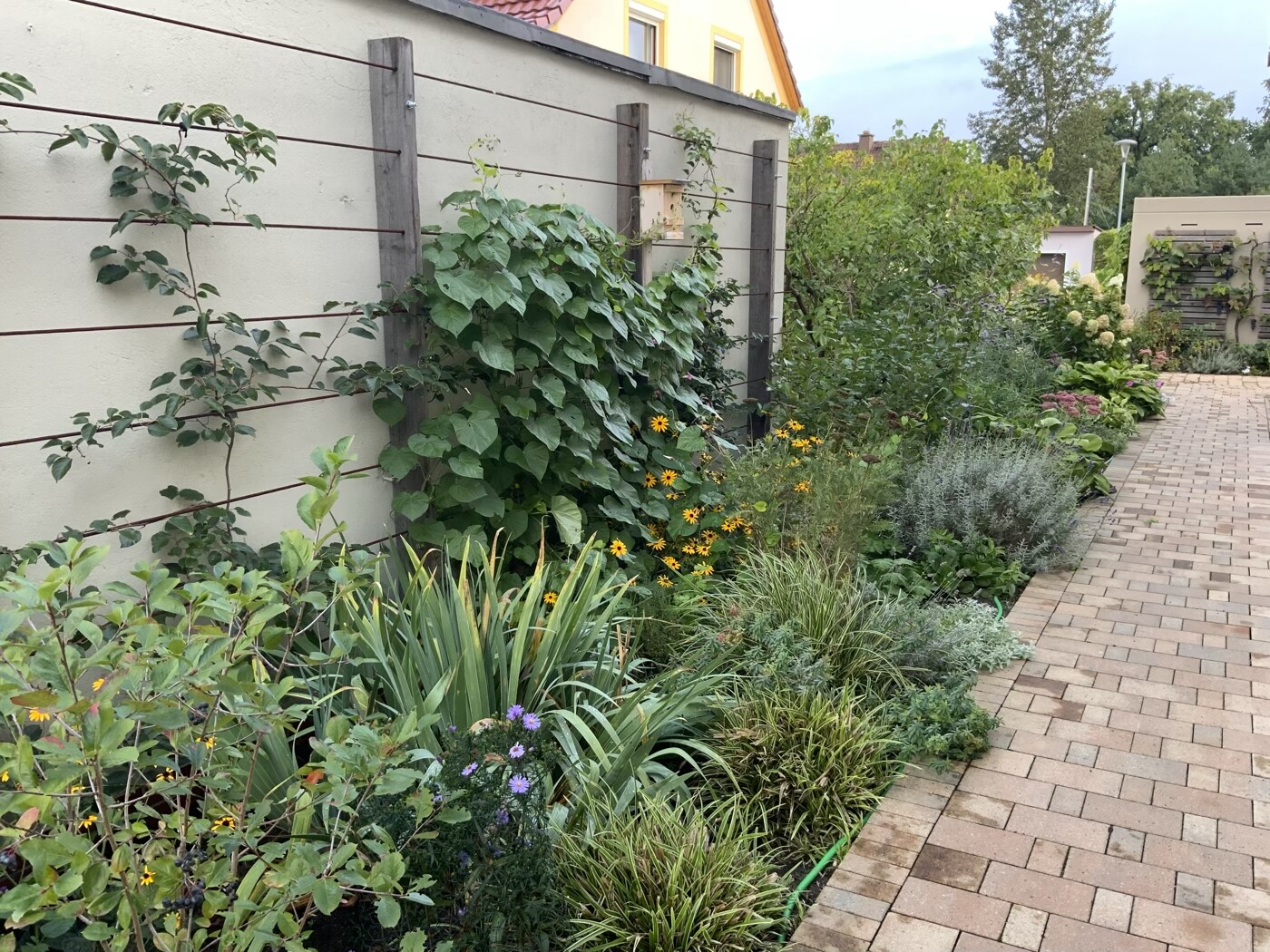Gartenpfad entlang einer hellen Mauer mit Kletterpflanzen und gelb-violetten Blumen.