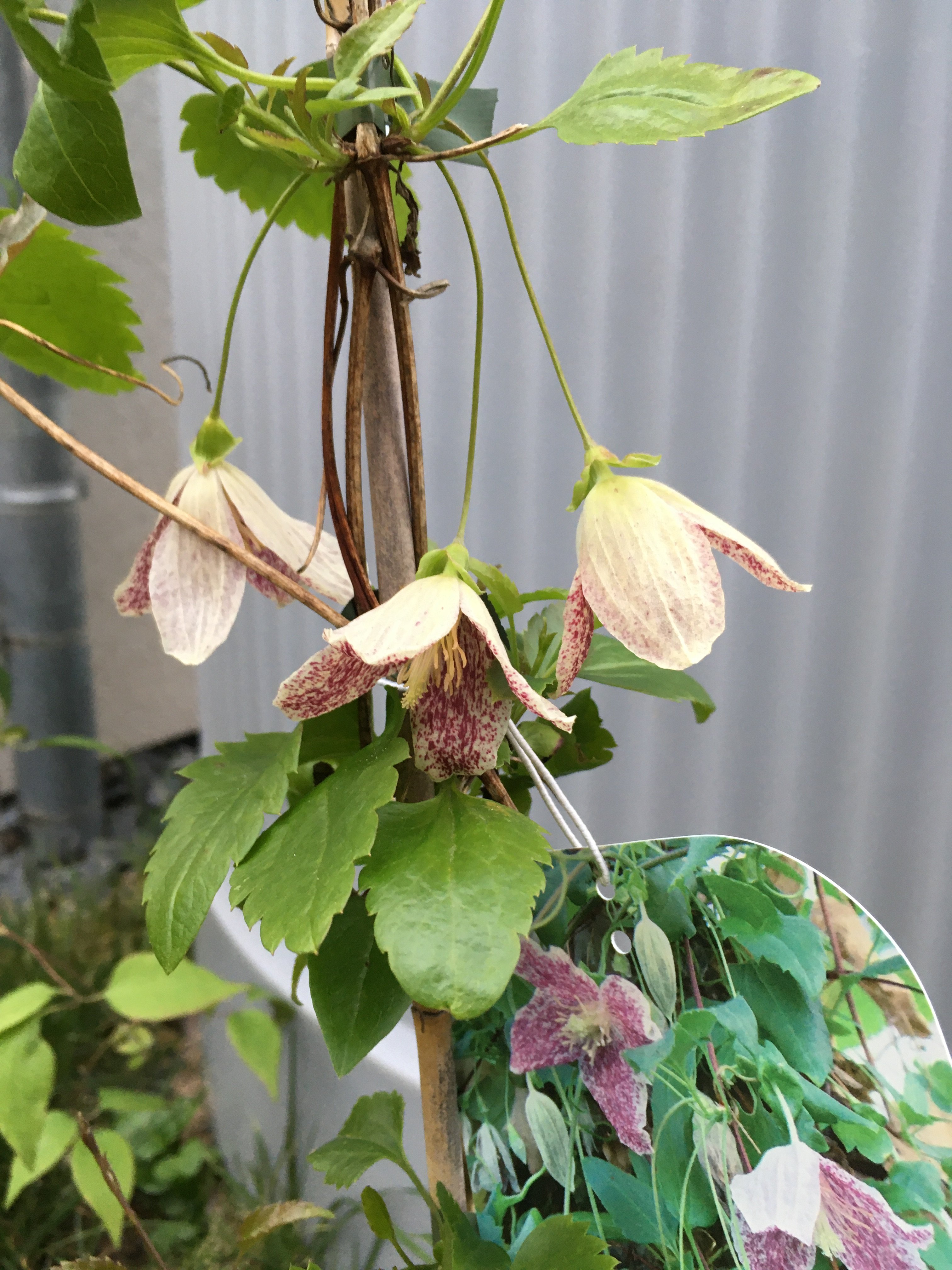 beige-pinkfarbene-clematis-blumen-an-kletterpflanze-im-garten.jpeg