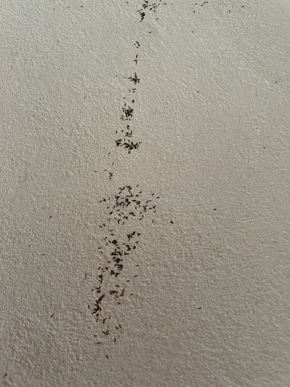 Kleine schwarze Ameisen ziehen in einer unregelmäßigen Linie an einer hellen, rauen Wand entlang.