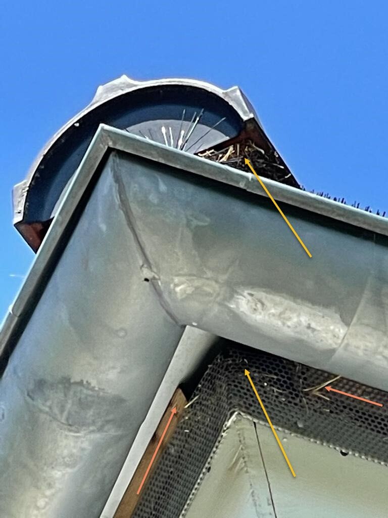 Dachkante mit Regenrinne, Belüftungsrohr und Vogelnest aus Zweigen unter dem Traufbereich