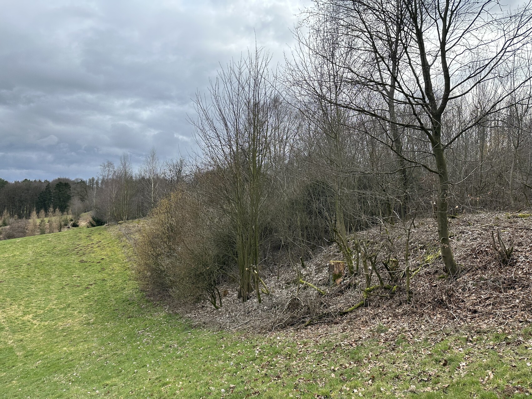 Landschaft: grüne Wiese links, rechter Hang mit kahlen Bäumen, Boden mit Laub, wolkiger Himmel