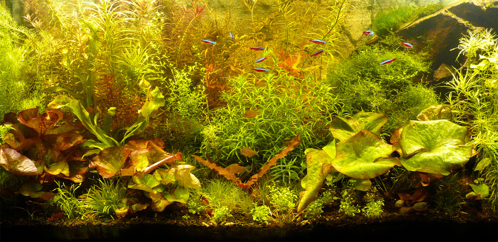 Aquarium mit üppigen Wasserpflanzen und Neonfischchen (Neon-Tetras).