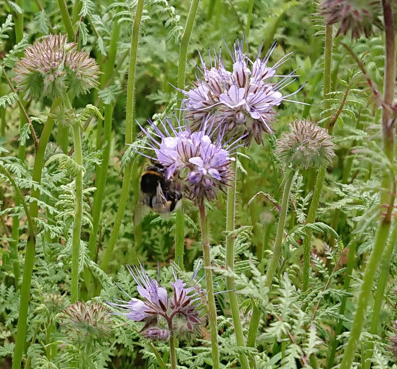 Nahaufnahme einer Biene an lila Blüten in gruenem Gartenbeet