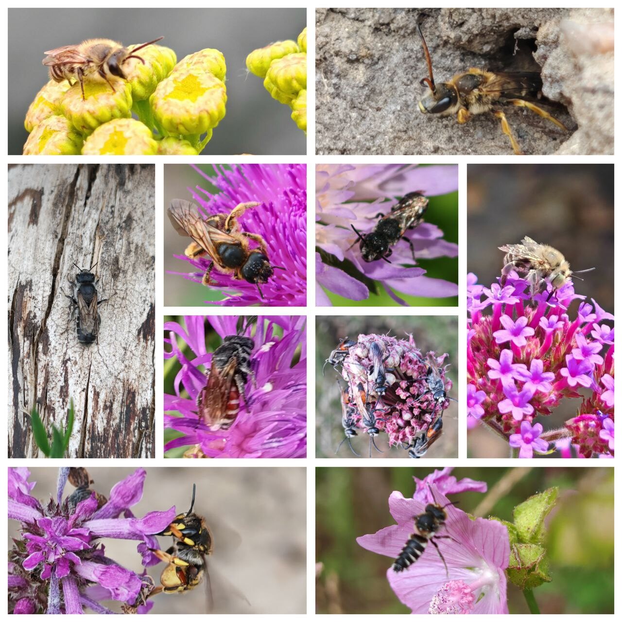 Collage aus mehreren Nahaufnahmen von Bienen, die violette Blüten besuchen.
