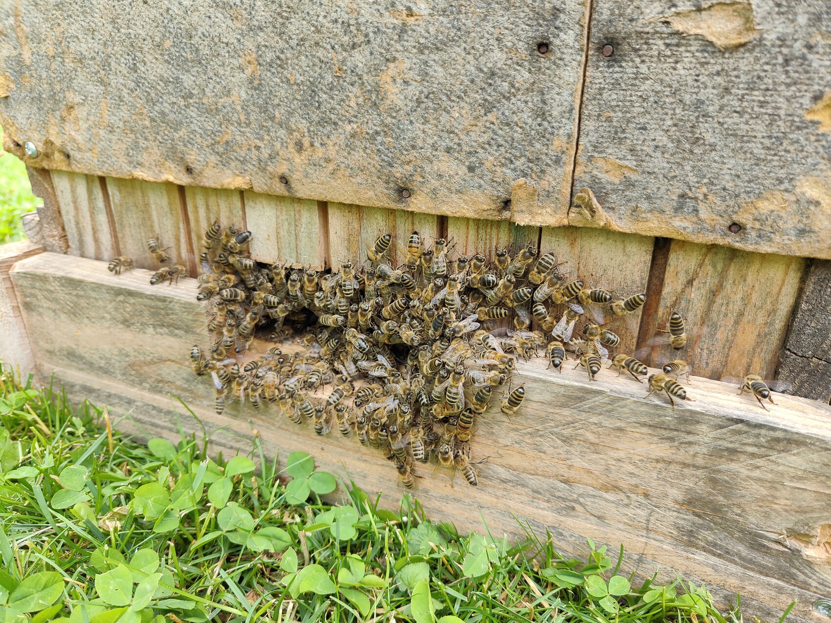 Viele Honigbienen versammeln sich am Eingang eines hölzernen Bienenstocks.