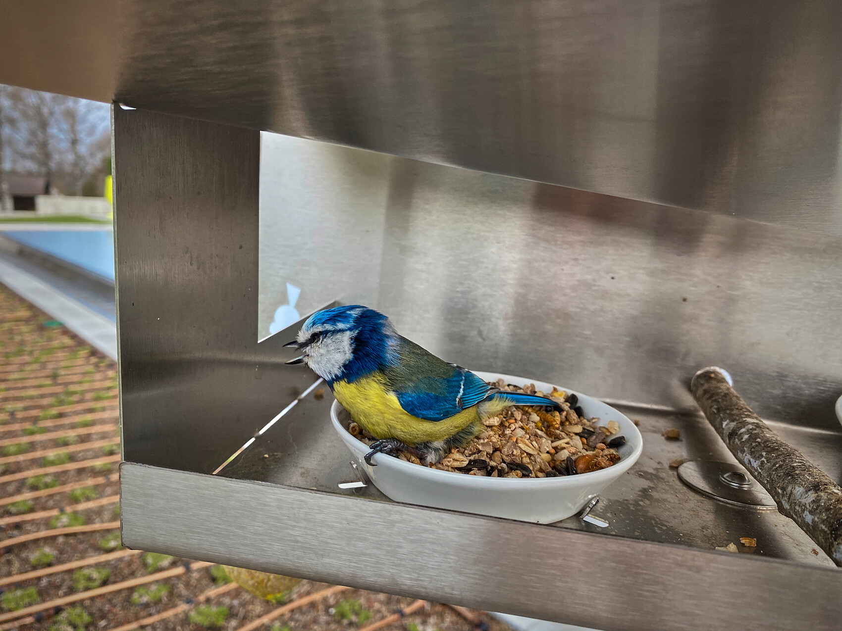 Kleiner blauer Vogel mit gelbem Bauch sitzt in einer Metallfutterschale voller Samen.