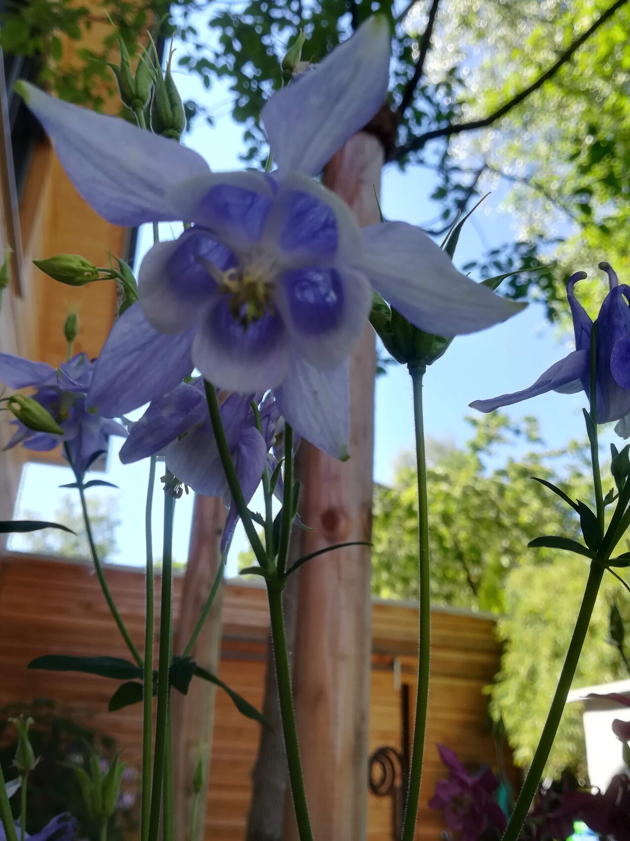 Nahaufnahme blauer Rittersporn-Blüten im Garten vor Holzwand und Bäumen