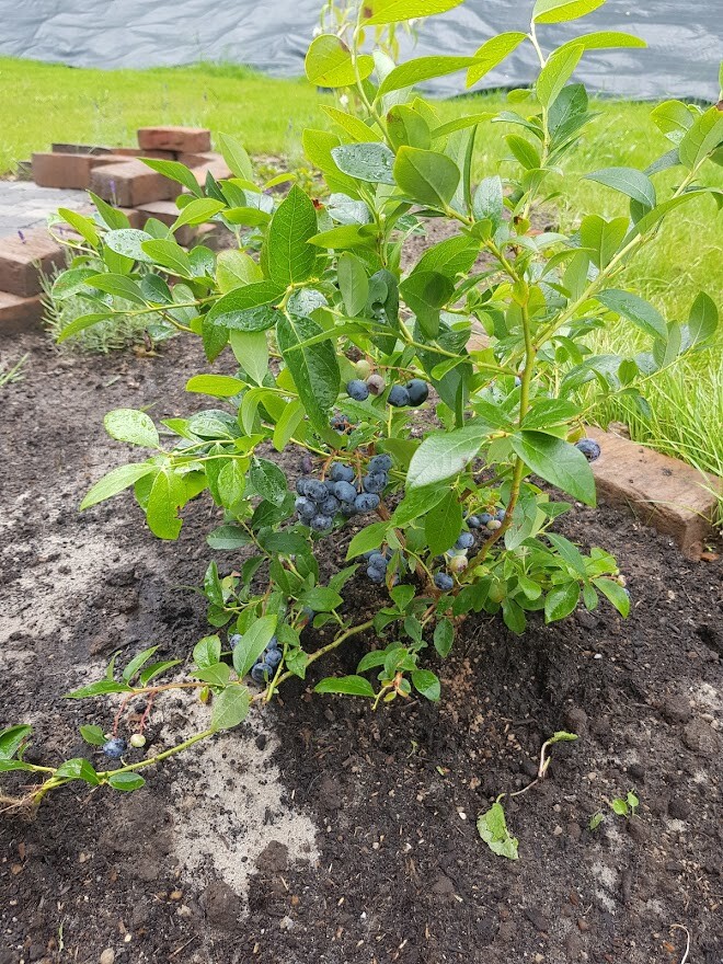 Heidelbeeren-Strauch mit reifen blauen Früchten im Garten, Erde und Steine im Hintergrund